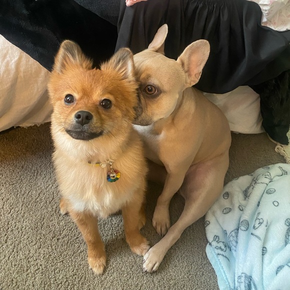 Meet your Posher, Ciera - Picture 2 of 3